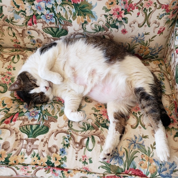 Meet your Posher, Lori - Picture 3 of 4